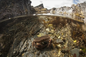 Decapoda Prints: Edible Crab (Cancer pagurus) adult