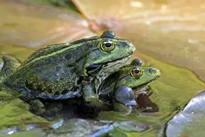 Edible Frog (Pelophylax kl. esculentus) two adult males, in mating trial, on waterlily leaves in water, Luisenpark, Mannheim, Baden-Wurttemberg, Germany
