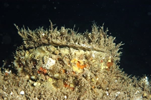 Edible Oyster (Ostrea edulis) adult, on seabed, Swanage Pier, Swanage Bay, Isle of Purbeck, Dorset, England, june