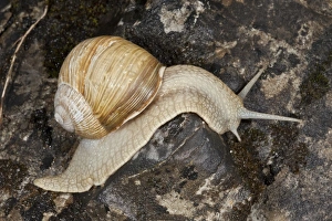 Southeastern Europe Prints: Edible Snail (Helix pomatia) adult, crawling on rocks, Bulgaria, June