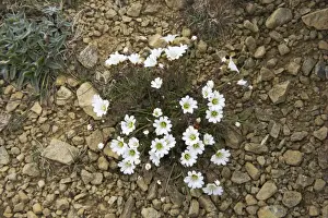 Chickweed Prints: Edmundsons Chickweed (Cerastium nigrescens) flowering