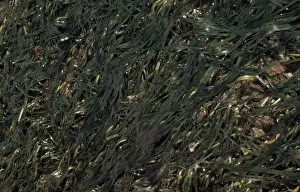 EelGrass (Zostera marina) Growing on muddy sand / extreme low water mark / Spring tides