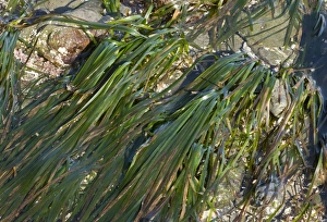 Californian Prints: Eelgrass (Zostera marina) growing on seashore