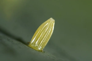 Pests Prints: Egg of the small white butterfly, Pieris rapae, on a cabbage leaf