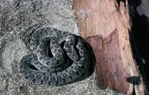 Colubrids Prints: Eggeating Snake (Dasypeltis scabra) Coiled on sand beside piece of wood / South Africa