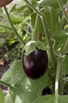 Solanaceae Prints: The eggplant, aubergine, melongene, brinjal or guinea squash (Solanum melongena)