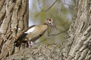 Thames Prints: Egyptian Goose (Alopochen aegyptiacus) introduced species