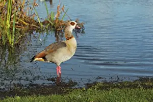 Egyptian Goose (Alopochen aegyptiacus) introduced species, adult, standing in water, Whitlingham Country Park, River Yare, The Broads, Norfolk, England, december