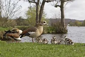 Egyptian Goose (Alopochen aegyptiacus) introduced species, adult pair with goslings, family standing on riverbank, River Thames, Thames Valley, Oxfordshire, England, april