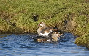 Egyptian Goose (Alopochen aegyptiacus) introduced species, adult pair, bathing, Salthouse, Norfolk, England, december