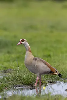 Egyptian Goose (Alopochen aegyptiacus) introduced species, adult, standing in shallow water on marsh, Suffolk, England