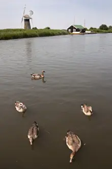 Egyptian Goose (Alopochen aegyptiacus) introduced species, adult pair with three goslings