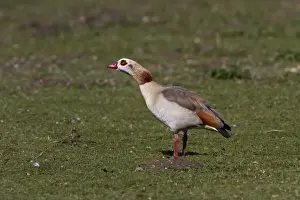 Feral Prints: Egyptian Goose at Lackford Lakes Nature Reserve Suffolk