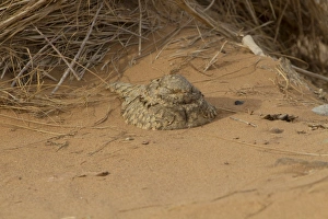 Sandy Prints: Egyptian Nightjar (Caprimulgus aegyptius) adult