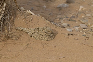 Egyptian Nightjar (Caprimulgus aegyptius) adult, roosting on sand in desert during daytime, Morocco, March