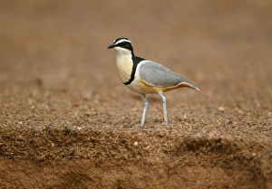 Egyptian Plover (Pluvianus aegyptius) adult, standing on sandy riverbank, Niokolo-Koba, Senegal, february