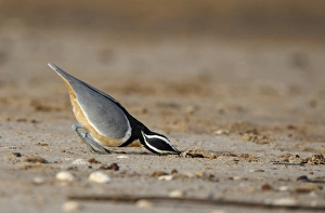 Egyptian Plover (Pluvianus aegyptius) adult, feeding on sandy bank, near Kaolack, Senegal, october