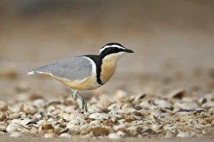 Egyptian Plover (Pluvianus aegyptius) adult, walking on seashells, near Kaolack, Senegal, october