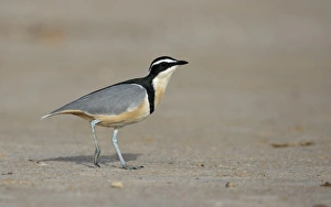 Egyptian Plover (Pluvianus aegyptius) adult, walking on sandy bank, near Kaolack, Senegal, october