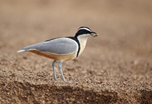 Egyptian Plover (Pluvianus aegyptius) adult, feeding on grasshopper, standing on sandy riverbank, Niokolo-Koba, Senegal, february
