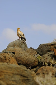 Socotra Prints: Egyptian Vulture (Neophron percnopterus) adult