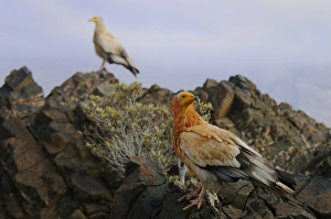 Egyptian Vulture (Neophron percnopterus) two adults, standing on rocks in desert habitat, Socotra, Yemen, march