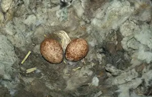 Egyptian Vulture (Neophron percnopterus Two eggs/Spain)