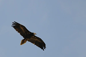 Socotra Prints: Egyptian Vulture (Neophron percnopterus) juvenile, in flight, Socotra, Yemen, march