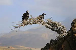 Egyptian Vulture (Neophron percnopterus) two juveniles, perched on tree in desert habitat, Socotra, Yemen, march
