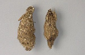 Regurgitated Prints: Egyptian Vulture (Neophron percnopterus) two pellets, Spain