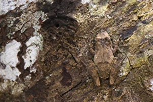Tree Frog Prints: Eirunepe Snouted Treefrog (Scinax garbei) adult