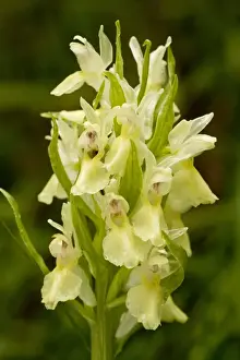 Yellow Prints: Elder-flowered Orchid (Dactylorhiza sambucina) yellow form