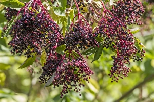 Caprifoliaceae Prints: Elder fruit - autumn