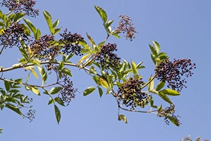 Elder fruit - autumn