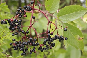 Hedges Prints: Elder (Sambucus nigra) close-up of berries