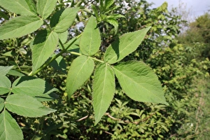 Deciduous Prints: Elder (Sambucus nigra) close-up of leaves