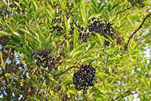 Elder (Sambucus nigra) close-up of leaves and berries, growing in river valley fen, Middle Fen