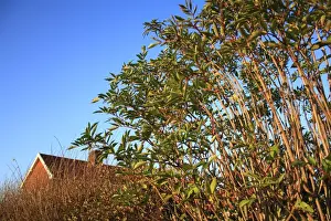 Hedge Row Prints: Elder (Sambucus nigra) habit, growing in hedgerow beside house