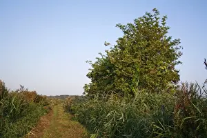 Wildlife Trust Prints: Elder (Sambucus nigra) habit, growing in river valley fen habitat