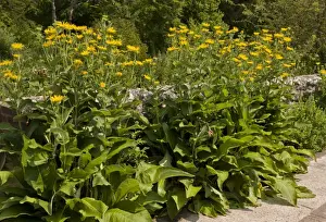 Aliens Prints: Elecampane (Inula helenium) introduced naturalised species