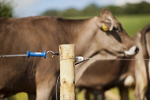 Fence Prints: Electric fence set up along farm track to keep dairy cattle on, Scotland, June