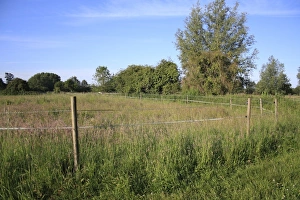 Sports Prints: Electric fencing tape around horse paddock with long grass