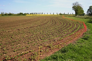 Fence Prints: Electric rabbit fence at edge of arable field