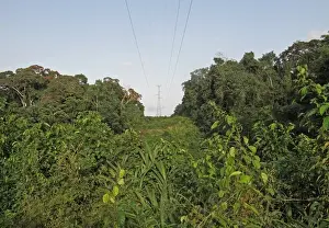 Environmental Prints: Electricity transmission pylons crossing clearing in tropical rainforest