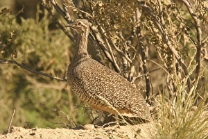Argentinean Prints: Elegant Crested Tinamou (Eudromia elegans) adult