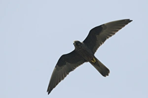 Aegean Prints: Eleonoras Falcon (Falco eleonorae) dark morph, adult, in flight, Lemnos, Greece, April
