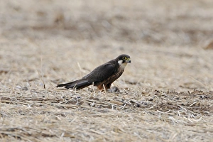 Killed Prints: Eleonoras Falcon (Falco eleonorae) pale morph