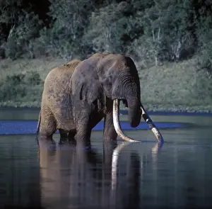 Elephants Prints: Elephant-African (Loxodonta africana) Great elephant of Marsabit standing in water drinking