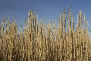 Poaceae Prints: Elephant Grass (Miscanthus x giganteus) bio-fuel crop, Shropshire, England