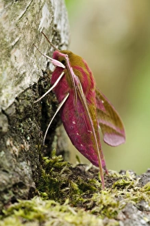 Elephant Hawkmoth (Deilephila elpenor) adult, resting on birch tree, Thursley Common National Nature Reserve, Surrey